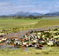 Marlborough - Attractions Brisbane