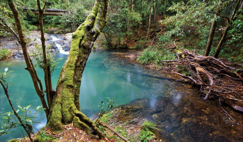 Mobong Walking Track - Attractions Brisbane 0