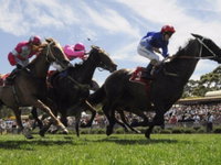 Book Moruya Accommodation Vacations Attractions Brisbane Attractions Brisbane