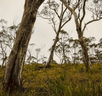 Mountaineer-Glowang trail - Attractions Brisbane