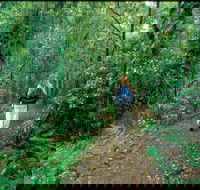 Mount Cougal Springbrook National Park - Attractions Brisbane