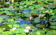 Mt Coot-tha Tourist Drive - thumb 1