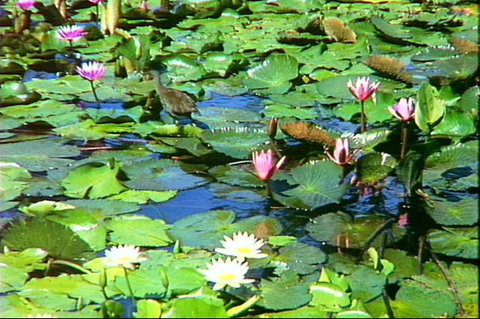 Mt Coot-tha Tourist Drive - Attractions Brisbane 1