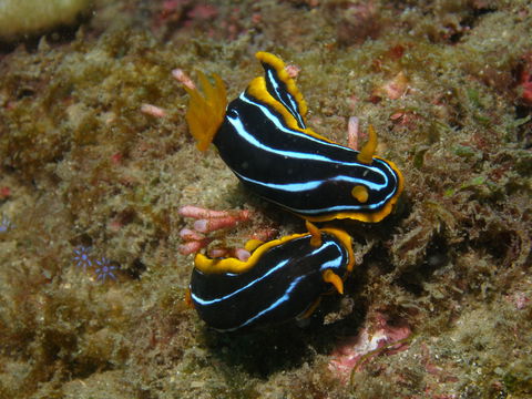 Mudjimba (Old Woman) Island Dive Site - Attractions Brisbane 1