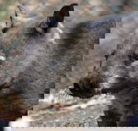 Peel Zoo - Attractions Brisbane