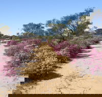 Reynoldson's Flora Reserve - Attractions Brisbane