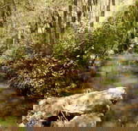 Sandy Creek Track - Attractions Brisbane
