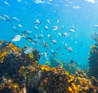 Snorkelling McKenzies Beach - Attractions Brisbane