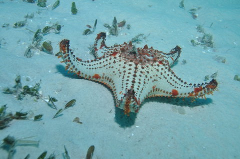 The Pines Dive Site - Attractions Brisbane 0