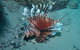 The Pines Dive Site - thumb 1