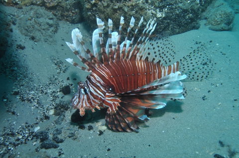 The Pines Dive Site - Attractions Brisbane 1