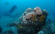 The Pines Dive Site - thumb 2
