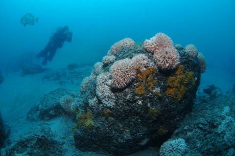 The Pines Dive Site - Attractions Brisbane 2
