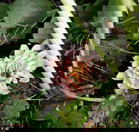 The Beach Bible Garden - Attractions Brisbane