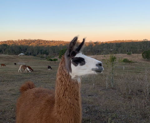 The Llama Farm - Attractions Brisbane 0