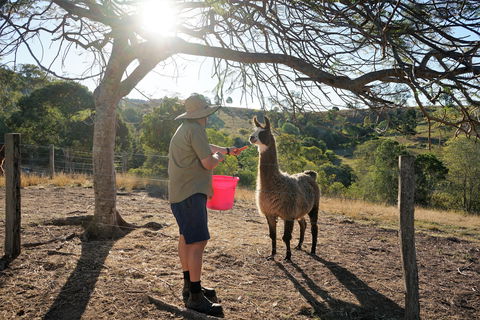 The Llama Farm - Attractions Brisbane 2