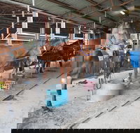 The Equine Club - Attractions Brisbane
