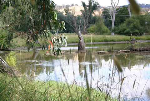 Tumut Wetlands - Attractions Brisbane 0