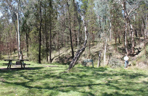 Wallaby Walking Track - Attractions Brisbane 0