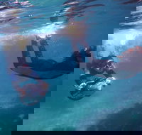 Small-Group Underwater Scooter Experience in Clovelly - Attractions Brisbane
