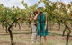 Lovedale & North Pokolbin, Hunter Valley Hop-On And Hop-off Bus Tour - thumb 4