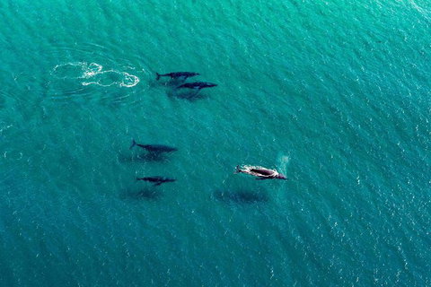 Coast And Vineyard Flight From The Hunter Valley - Attractions Brisbane 1