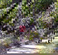 Forest Path Crooked Brook - Attractions Brisbane