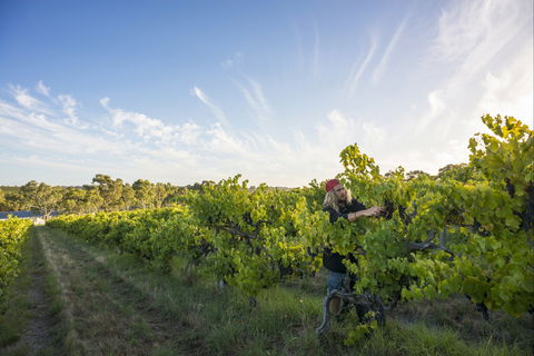 Mclaren Vale - Attractions Brisbane 0