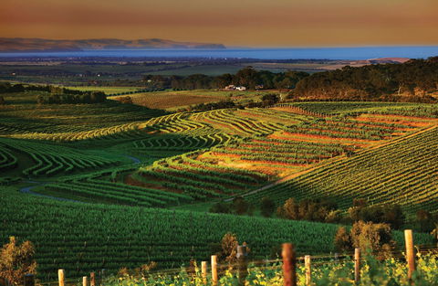 Mclaren Vale - Attractions Brisbane 1