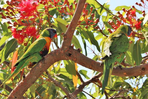 Half Day Manly Beach And More - Attractions Brisbane 10