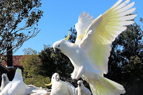 Half Day Manly Beach And More - Attractions Brisbane 1