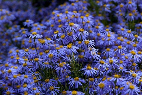 Blue Mountains Botanic Garden And Bilpin Tour From Katoomba With Cider Tasting - Attractions Brisbane 3