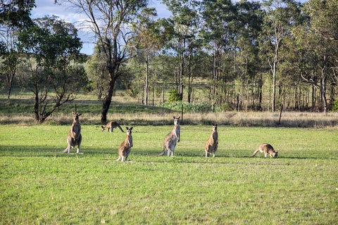 Private Full-Day Wine Tour In Hunter Valley - Attractions Brisbane 2