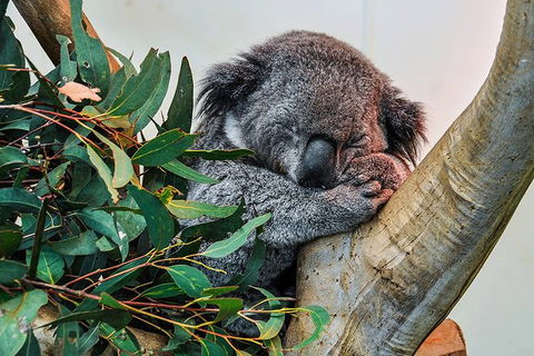 Blue Mountains Highlights, Wildlife Park And Scenic World Full Day Private Tour - Attractions Brisbane 1