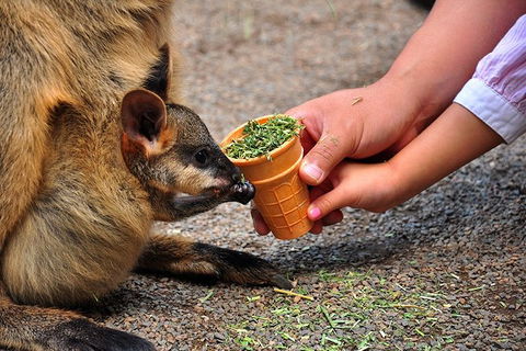 Blue Mountains Highlights, Wildlife Park And Scenic World Full Day Private Tour - Attractions Brisbane 3