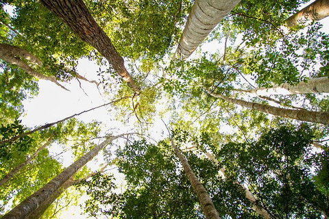Fraser Island 4WD Tour From Noosa - Attractions Brisbane 5