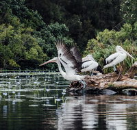 Everglades Eco Safari to Australia's Everglades - Attractions Brisbane