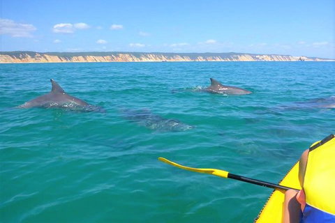 Kayak With Dolphins And 4WD Great Beach Drive Day Trip From Noosa - Attractions Brisbane 11