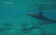Kayak With Dolphins And 4WD Great Beach Drive Day Trip From Noosa - thumb 10