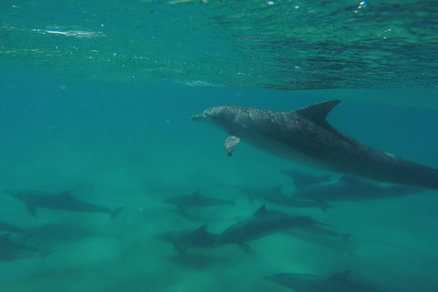Kayak With Dolphins And 4WD Great Beach Drive Day Trip From Noosa - Attractions Brisbane 10