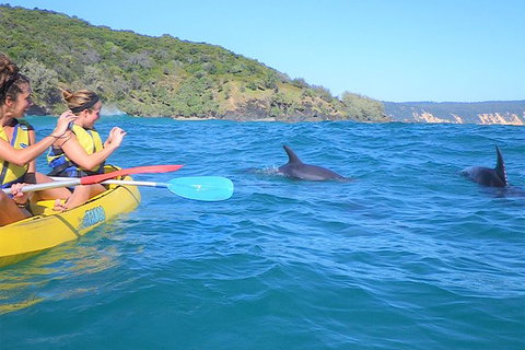Kayak With Dolphins And 4WD Great Beach Drive Day Trip From Noosa - Attractions Brisbane 5