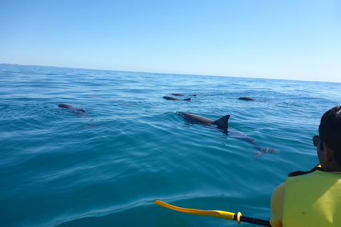 Kayak With Dolphins And 4WD Great Beach Drive Day Trip From Noosa - Attractions Brisbane 14