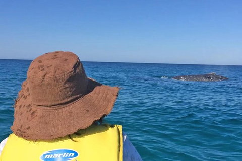 Kayak With Dolphins And 4WD Great Beach Drive Day Trip From Noosa - Attractions Brisbane 2