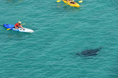 Kayak With Dolphins And 4WD Great Beach Drive Day Trip From Noosa - Attractions Brisbane 18