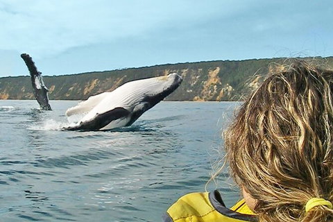 Kayak With Dolphins And 4WD Great Beach Drive Day Trip From Noosa - Attractions Brisbane 1