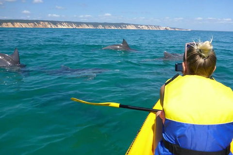 Kayak With Dolphins And 4WD Great Beach Drive Day Trip From Noosa - Attractions Brisbane 0