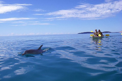 Kayak With Dolphins And 4WD Great Beach Drive Day Trip From Noosa - Attractions Brisbane 7