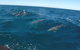 Noosa Wild Dolphin Safari - thumb 4