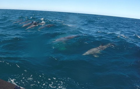Noosa Wild Dolphin Safari - Attractions Brisbane 4