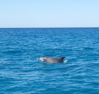 Noosa Wild Dolphin Safari - Attractions Brisbane